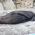 Marineland - Otaries - 028